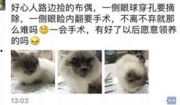 新闻爆料奇怪的猫咪视频,这是外星生物吗？