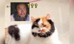 新闻爆料奇怪的猫咪视频,这是外星生物吗？