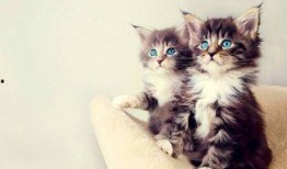 爱吃的小猫被爆料视频是真的吗,爱吃小猫爆料视频真实性揭秘