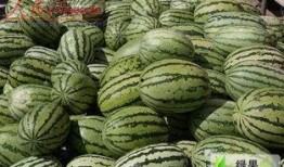 宁夏兴仁镇硒砂瓜免费吃,免费品尝大自然的馈赠”