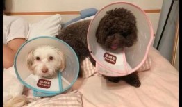 流浪狗爆料刘阳姐姐视频