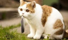 爱吃的小猫被爆料视频是真的吗,爱吃小猫爆料视频真实性揭秘