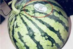 长春市网红吃瓜,揭秘城市生活趣味瞬间