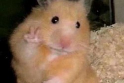 仓鼠王最新爆料,最新爆料揭示神秘生物的惊人真相