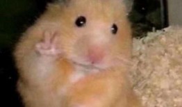 仓鼠王最新爆料,最新爆料揭示神秘生物的惊人真相