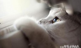 吃鸡皮肤爆料猫咪视频