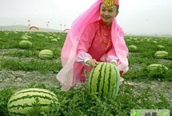 宁夏兴仁镇硒砂瓜免费吃,免费品尝大自然的馈赠”