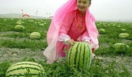 宁夏兴仁镇硒砂瓜免费吃,免费品尝大自然的馈赠”