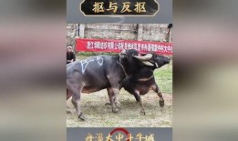 斗牛视频在线观看,在线观看斗牛视频，感受热血竞技魅力