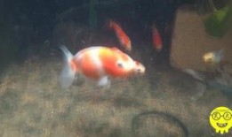 金鱼爆料视频大全集,揭秘视频大全集精彩瞬间