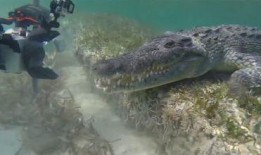 鳄鱼技能爆料怎么用视频,视频解析鳄鱼独特生存技巧