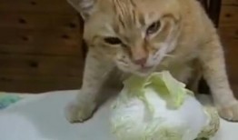 爱吃的小猫被爆料视频是真的吗,爱吃小猫爆料视频真实性揭秘