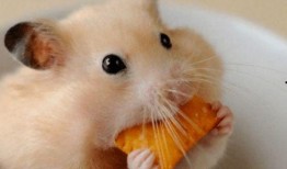 娱乐吃瓜酱当仓鼠店老板,揭秘当仓鼠店老板的趣味日常