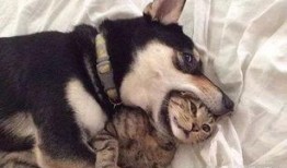 吃鸡皮肤爆料猫咪视频