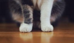 吃鸡皮肤爆料猫咪视频