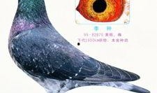 李诞最新爆料信鸽照片,揭秘娱乐圈幕后故事