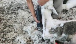 育肥羊爆料视频大全集,视频大全集深度解析