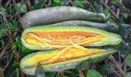 南充网红杜萧吃瓜,吃瓜成瘾，揭秘娱乐圈幕后故事