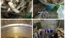 牛杂工厂爆料视频播放,揭秘视频播放背后的真实情况