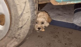 流浪狗爆料刘阳姐姐视频