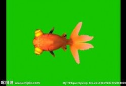 金鱼爆料视频大全集,揭秘视频大全集精彩瞬间