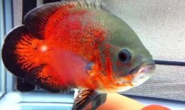 金鱼爆料视频大全集,揭秘视频大全集精彩瞬间